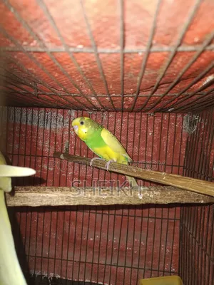 Pied Budgerigar