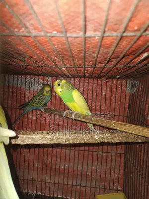 Pied Budgerigar