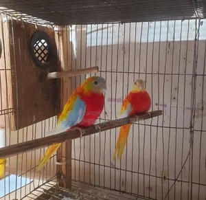 Turquoise (Rubino Rosella) Running Pair