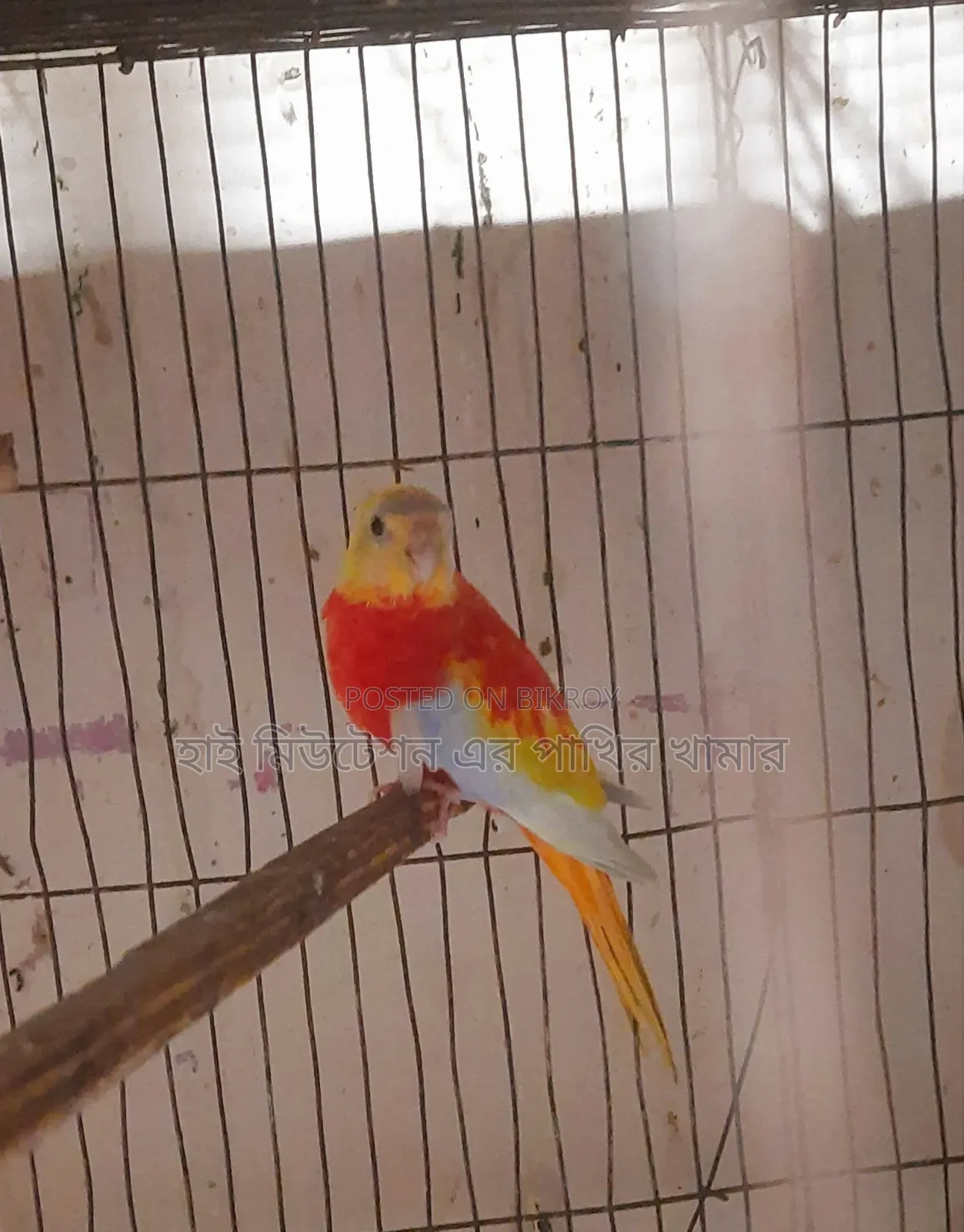 Turquoise (Rubino Rosella) Running Pair