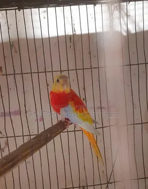 Turquoise (Rubino Rosella) Running Pair