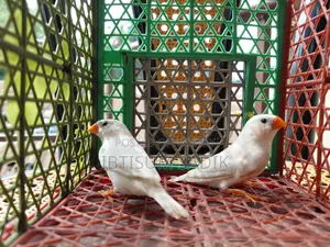 Finch & Longtail