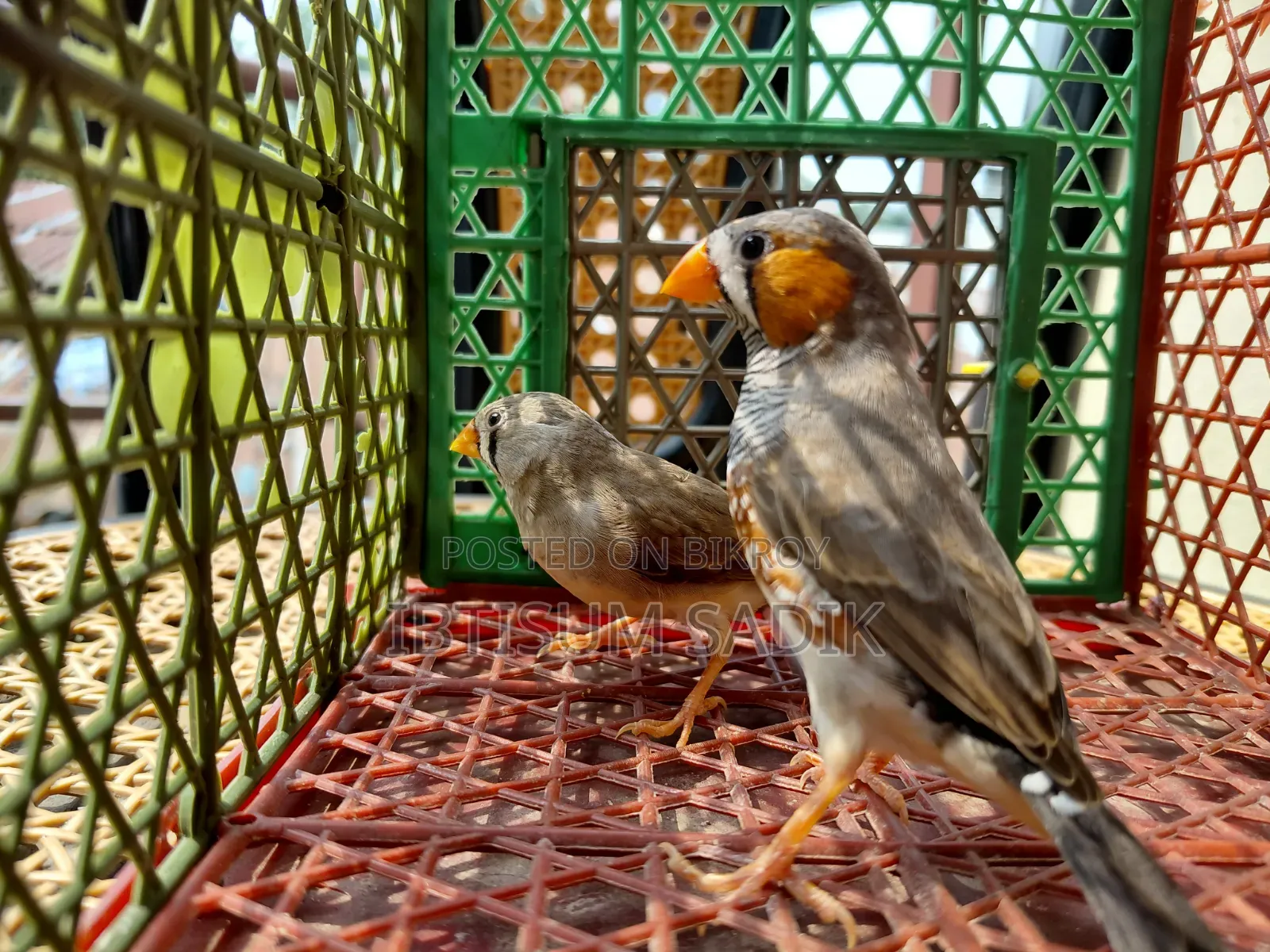 Finch & Longtail