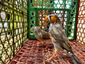 Finch & Longtail