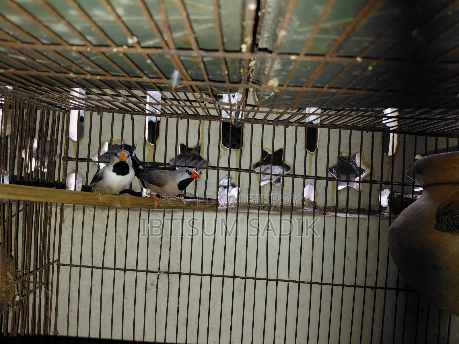 Finch & Longtail