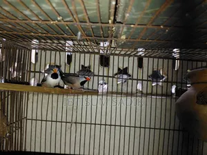Finch & Longtail