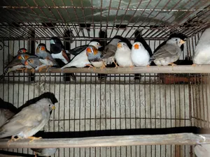 Finch & Longtail
