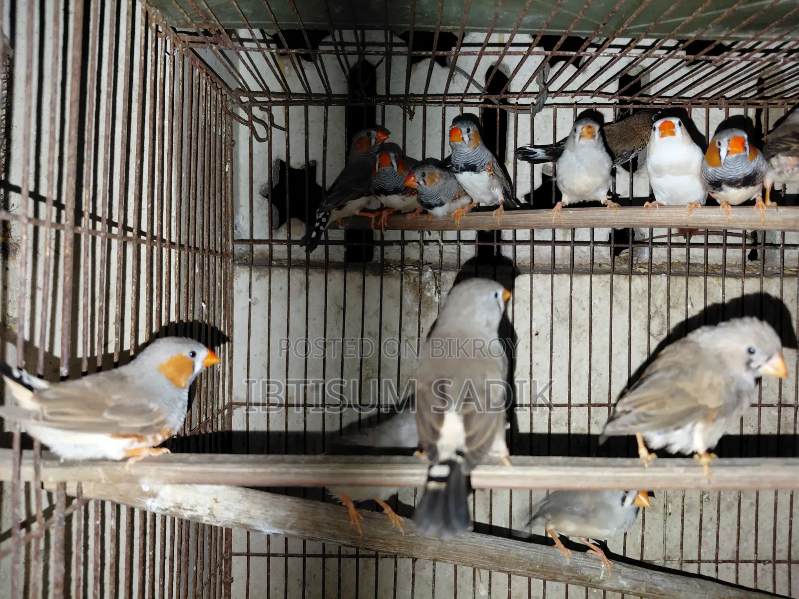 Finch & Longtail
