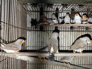 Finch & Longtail