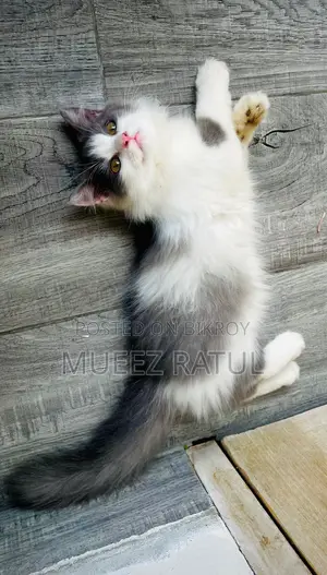 3-6 Months Male Purebred Persian Kitten