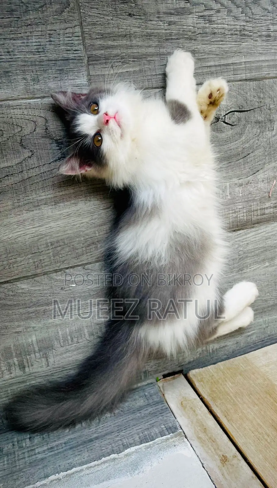 3-6 Months Male Purebred Persian Kitten