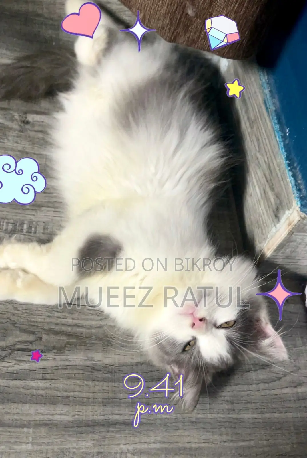 3-6 Months Male Purebred Persian Kitten