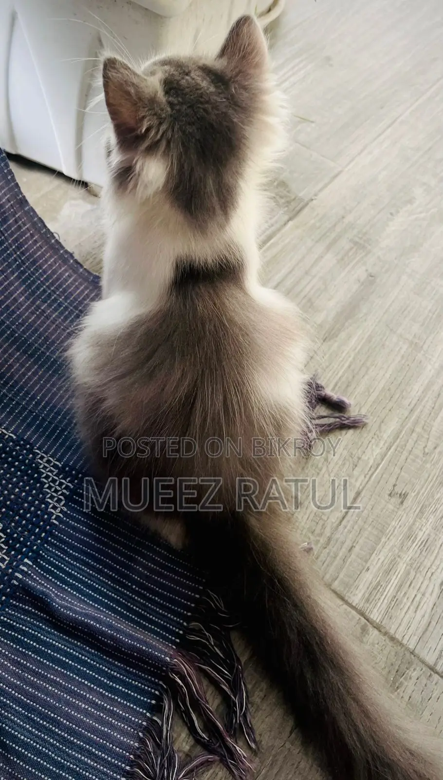 3-6 Months Male Purebred Persian Kitten