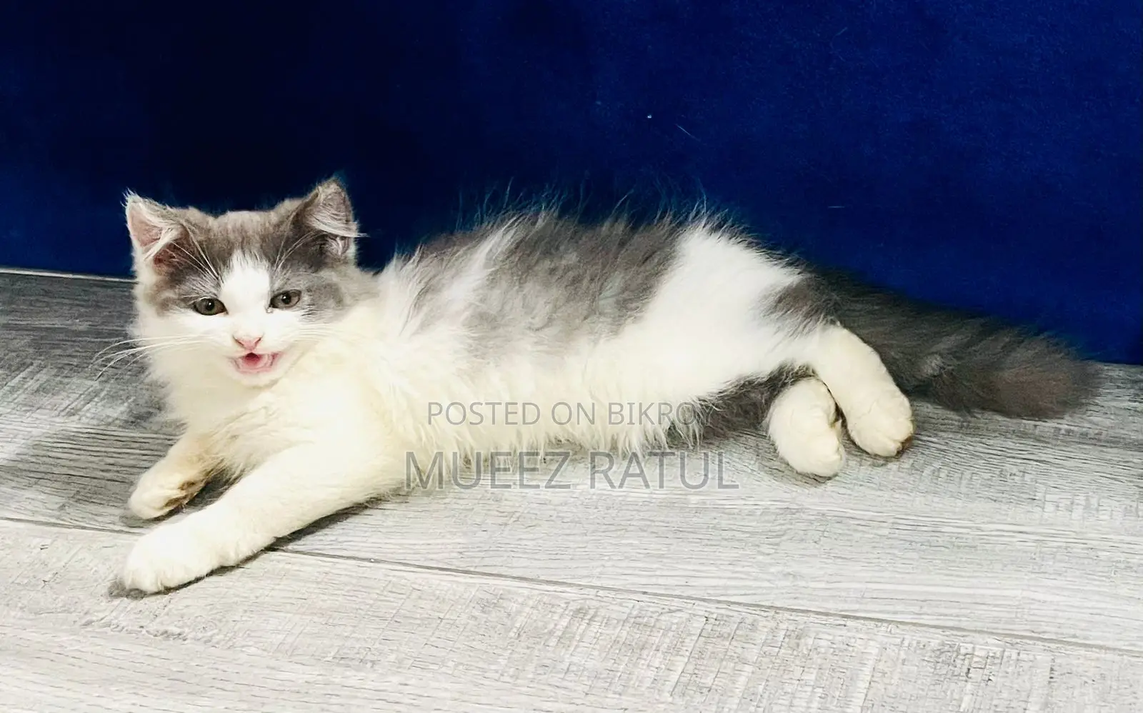 3-6 Months Male Purebred Persian Kitten