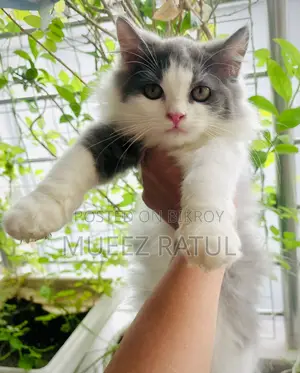 3-6 Months Male Purebred Persian Kitten