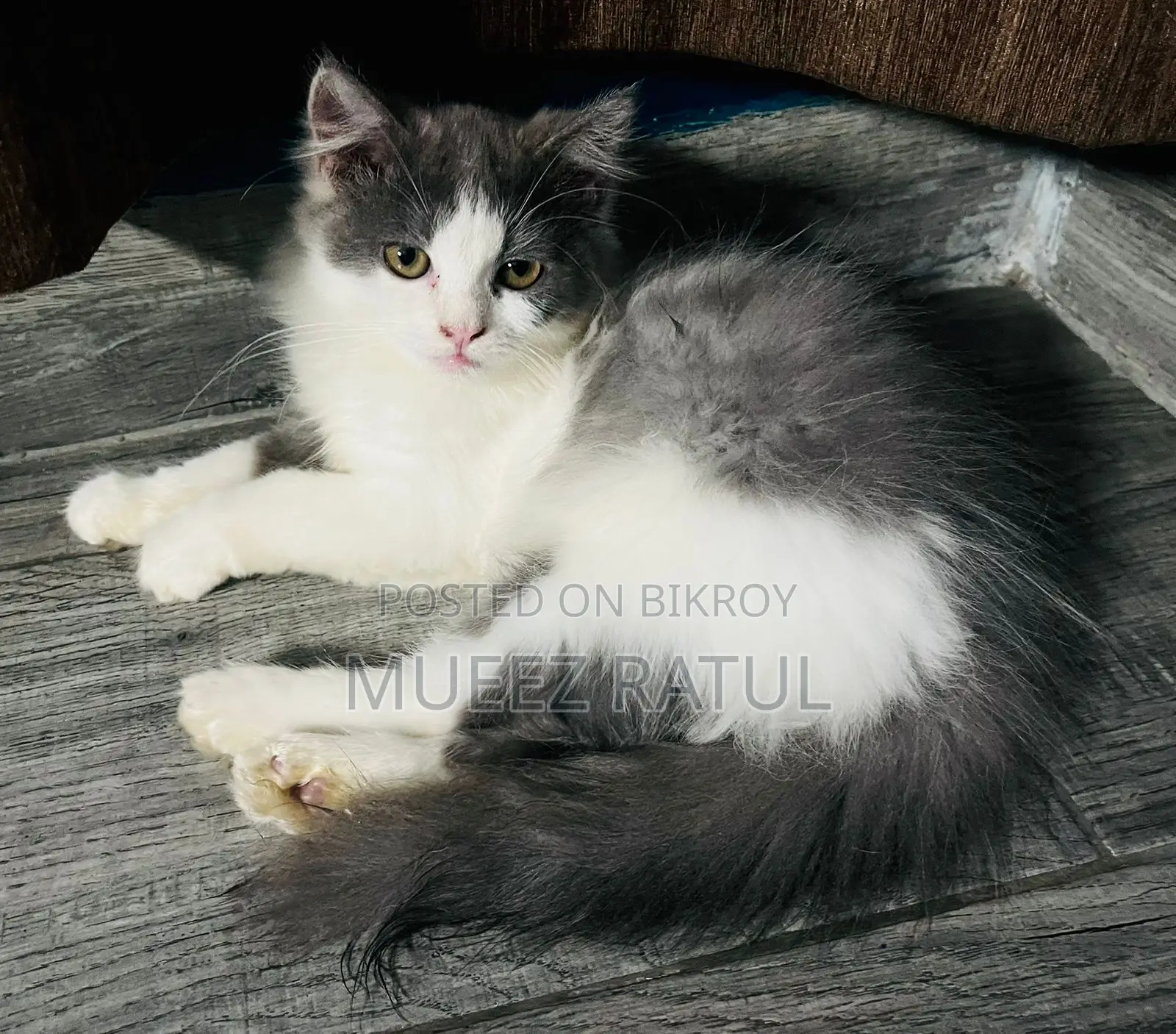 3-6 Months Male Purebred Persian Kitten