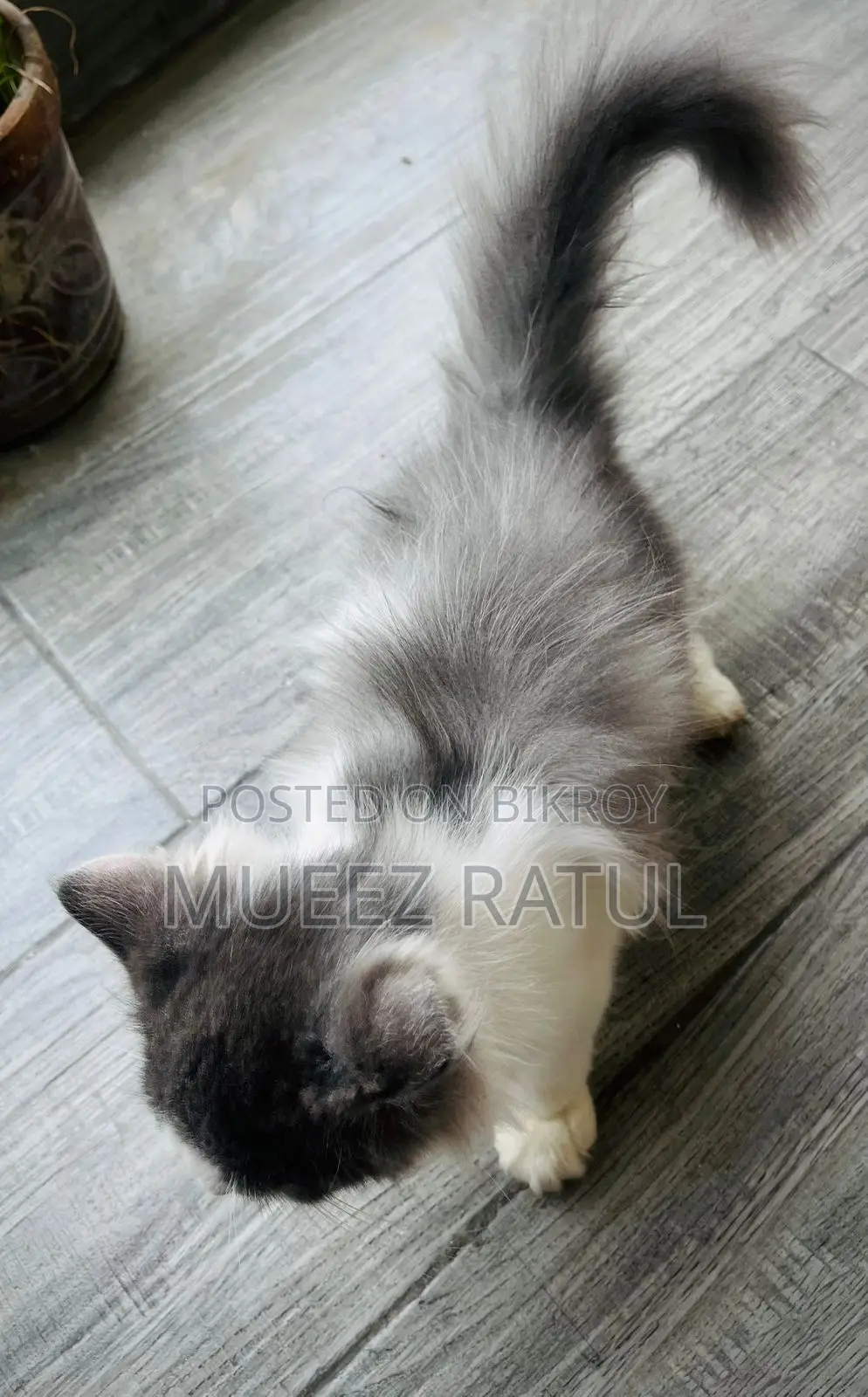 3-6 Months Male Purebred Persian Kitten