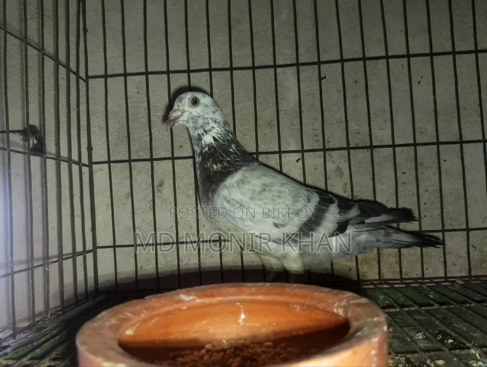 Grizzle Male