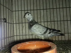 Grizzle Male