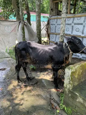 This bull will be sold
