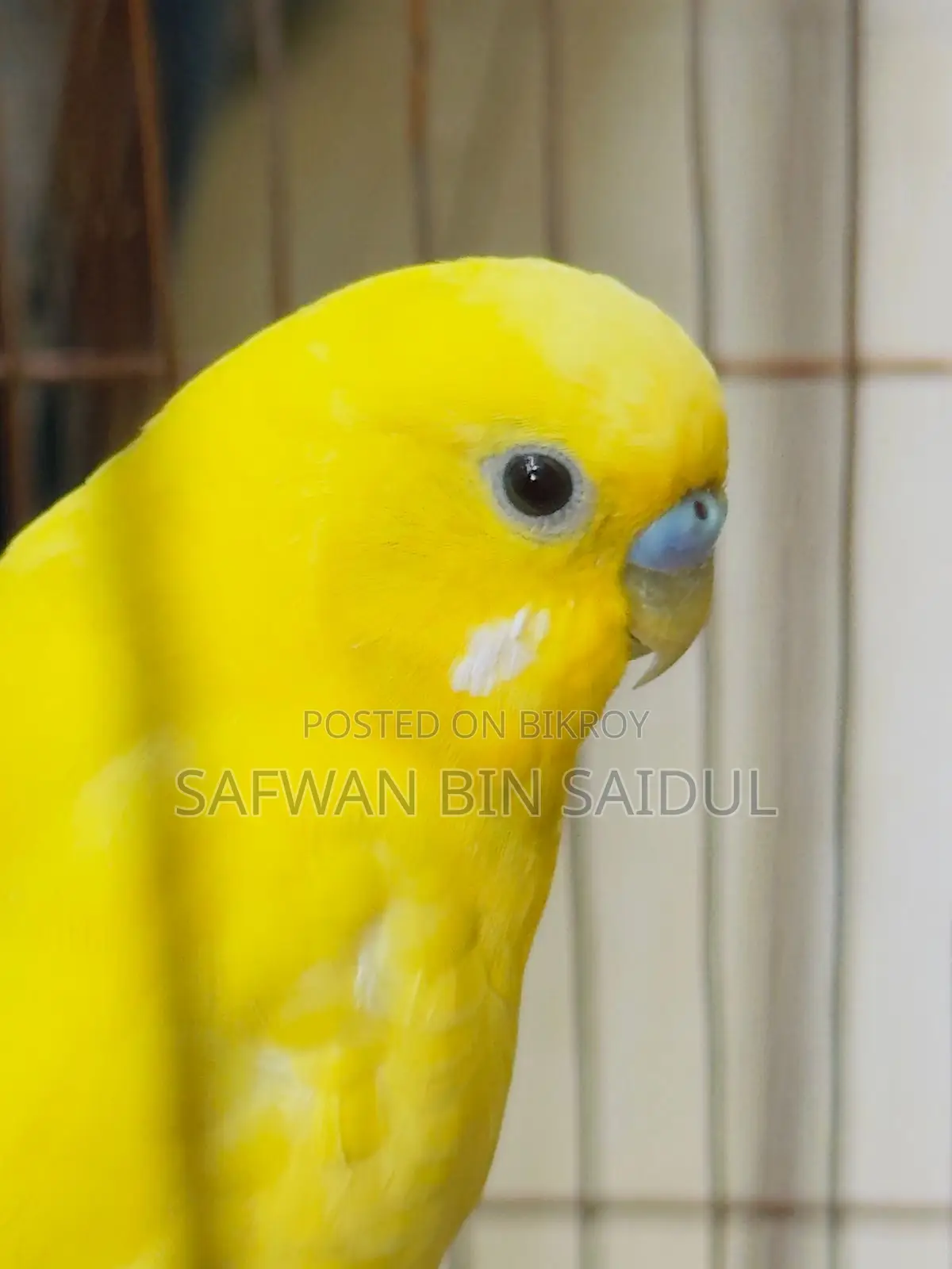 Budgies for Sale!