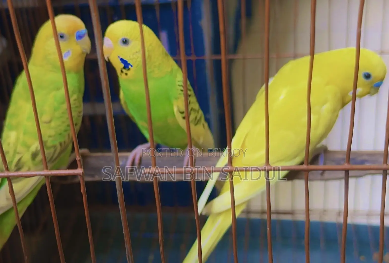 Budgies for Sale!