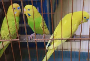 Budgies For Sale!