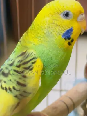 Budgies for Sale!