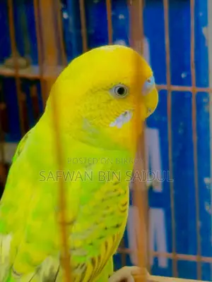 Budgies for Sale!