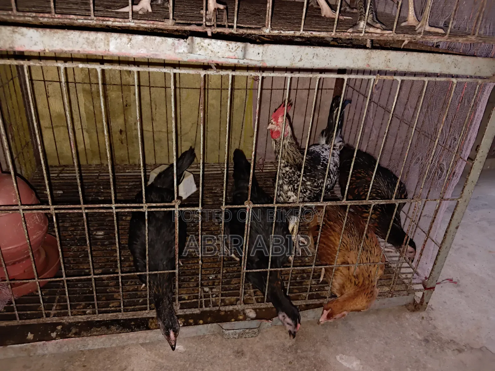 Native chickens for sale