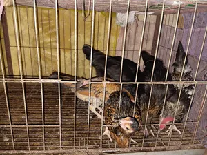 Native chickens for sale