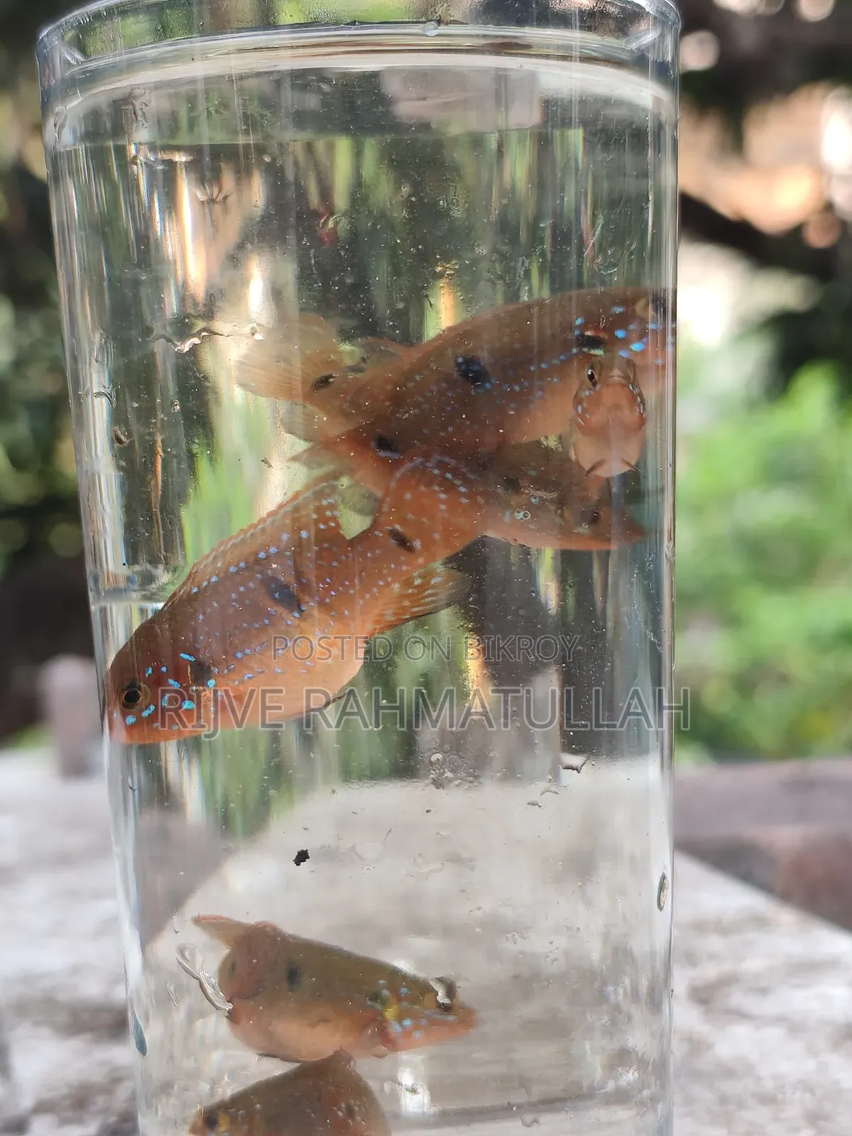 Colorful Fish for Sale