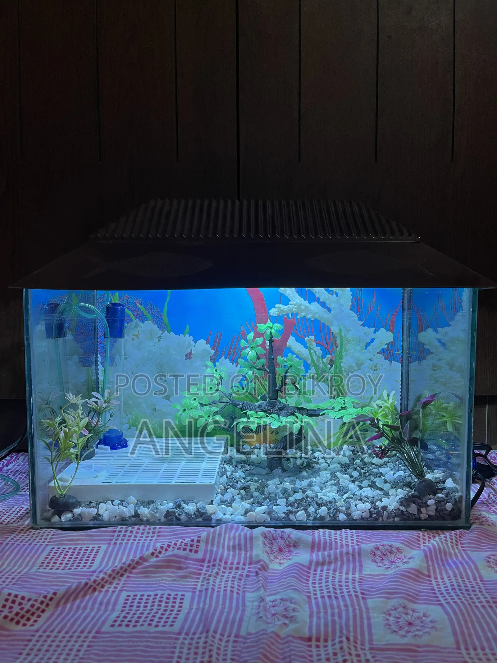 Fish Aquarium