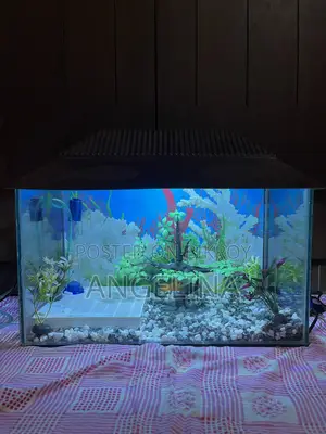 Fish Aquarium