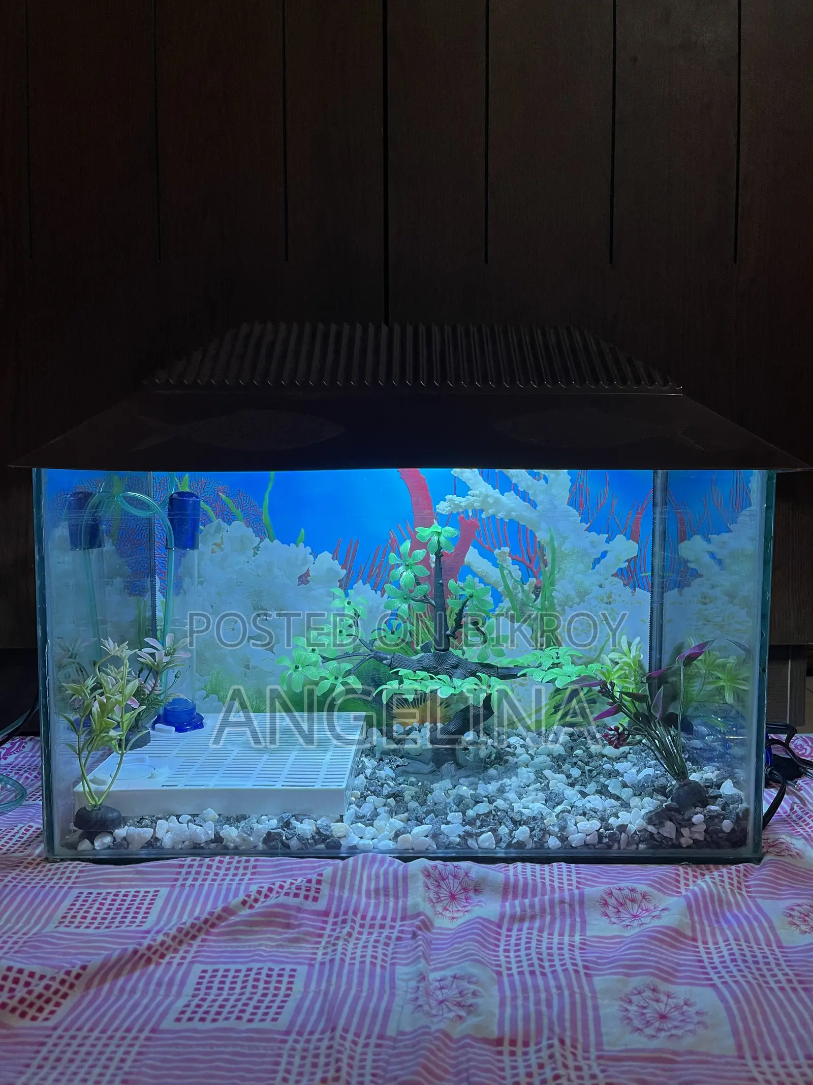 Fish Aquarium