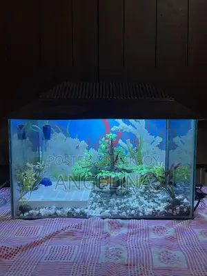 Fish Aquarium