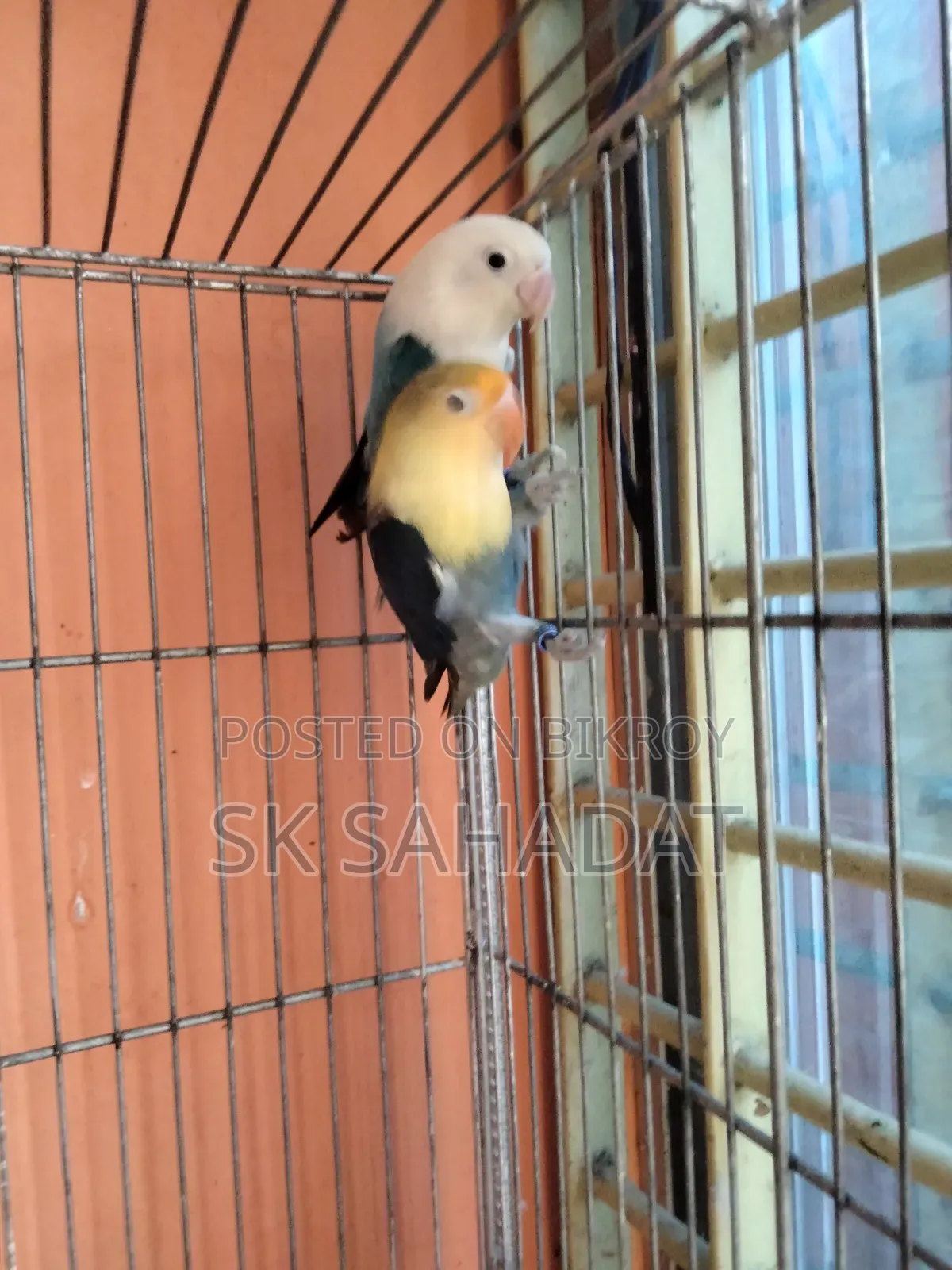 Lovebird Parrot
