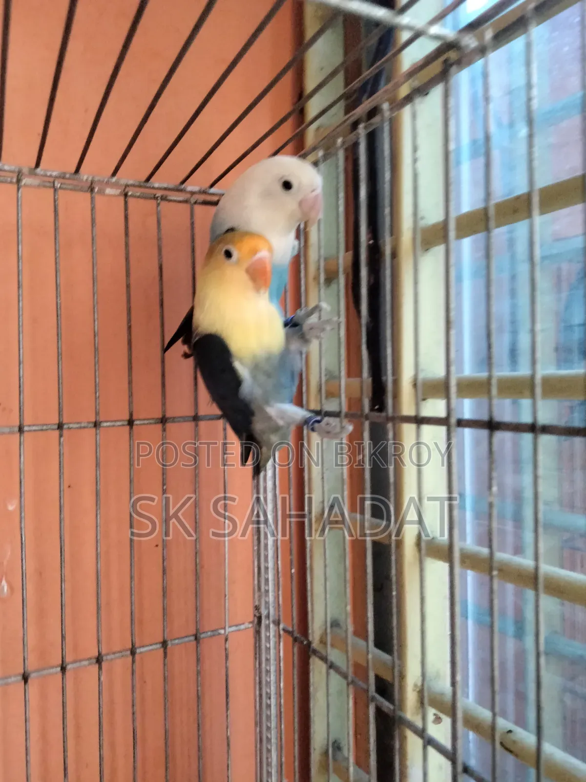 Lovebird Parrot
