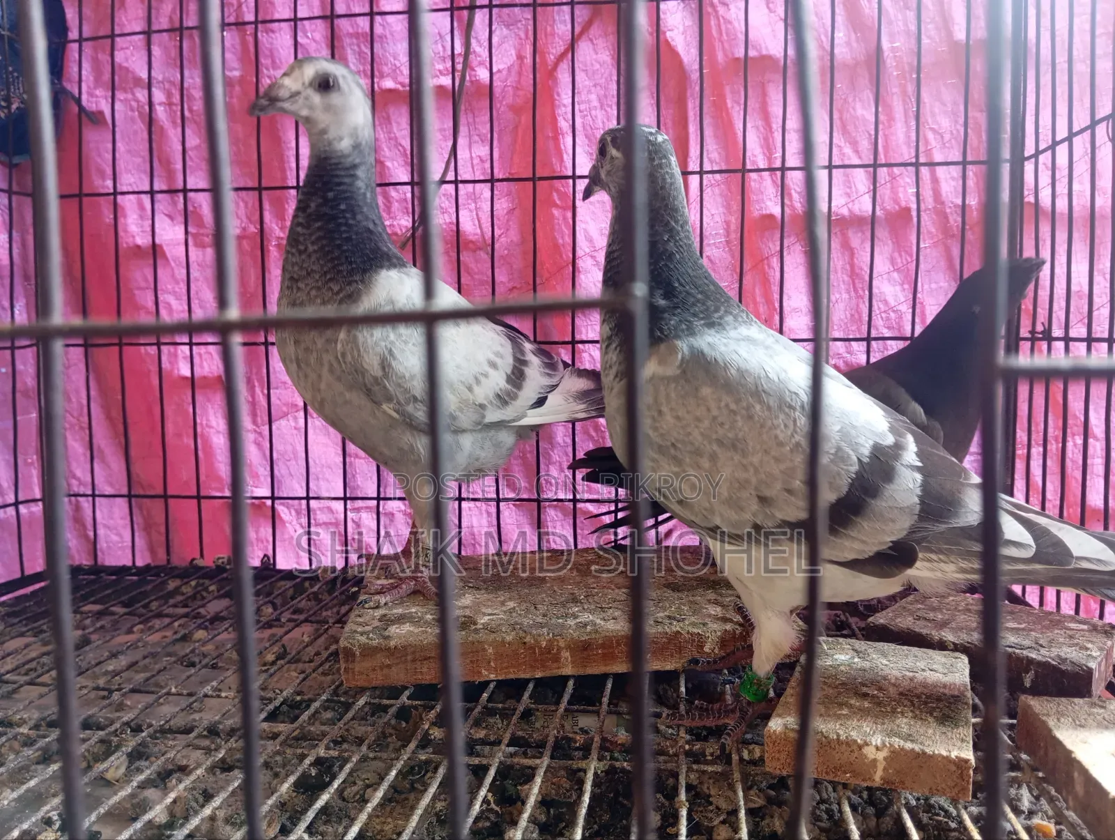 Afsan Grizzle Racer Chick