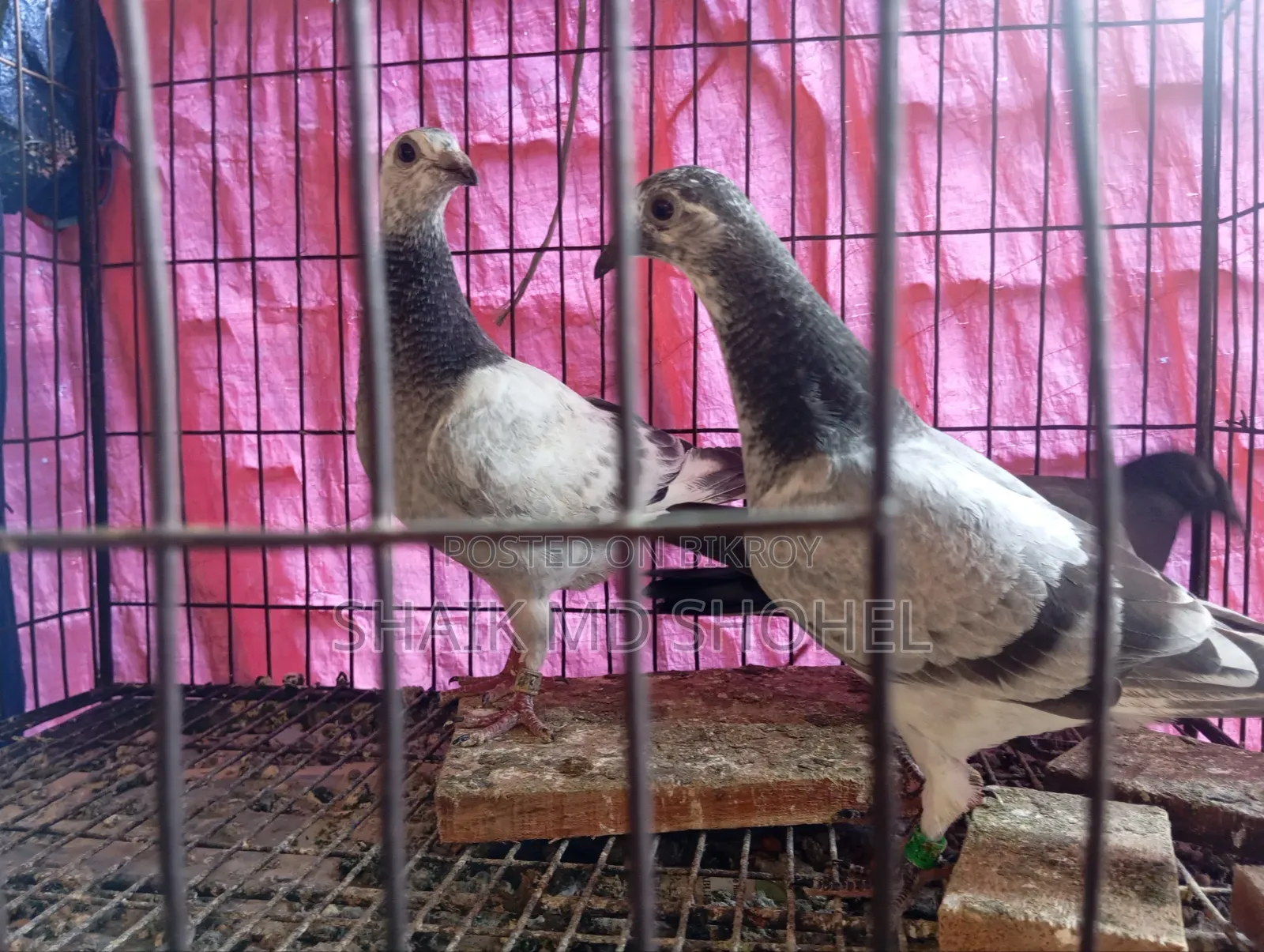 Afsan Grizzle Racer Chick