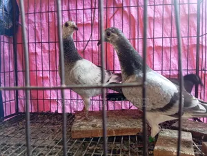 Afsan Grizzle Racer Chick