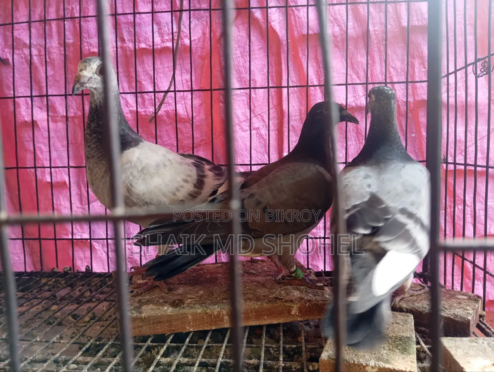 Afsan Grizzle Racer Chick