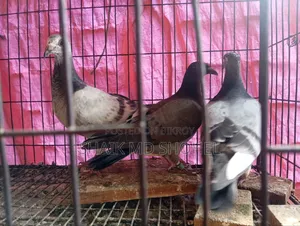 Afsan Grizzle Racer Chick