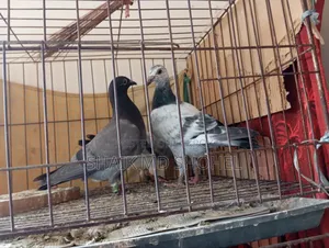 Afsan Grizzle Racer Chick