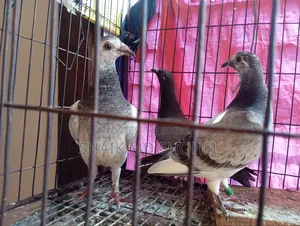 Afsan Grizzle Racer Chick