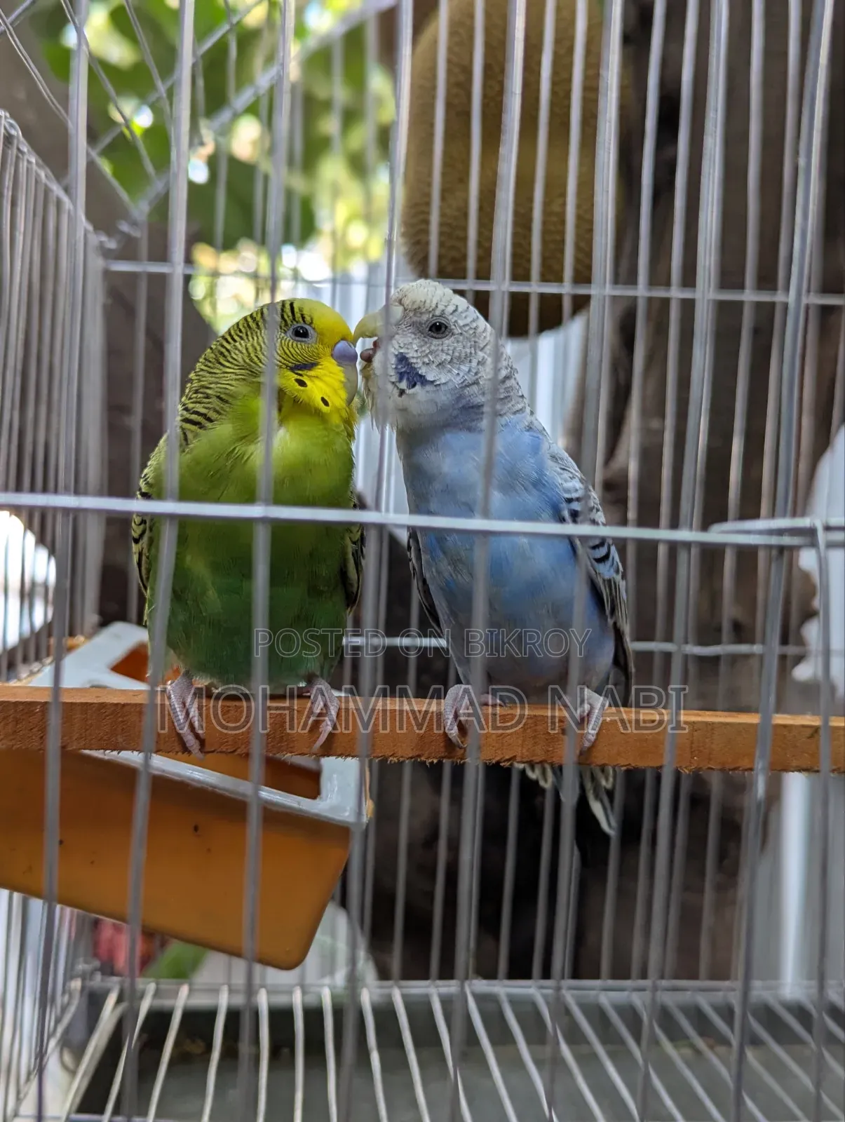Budgerigar Breeding Pair
