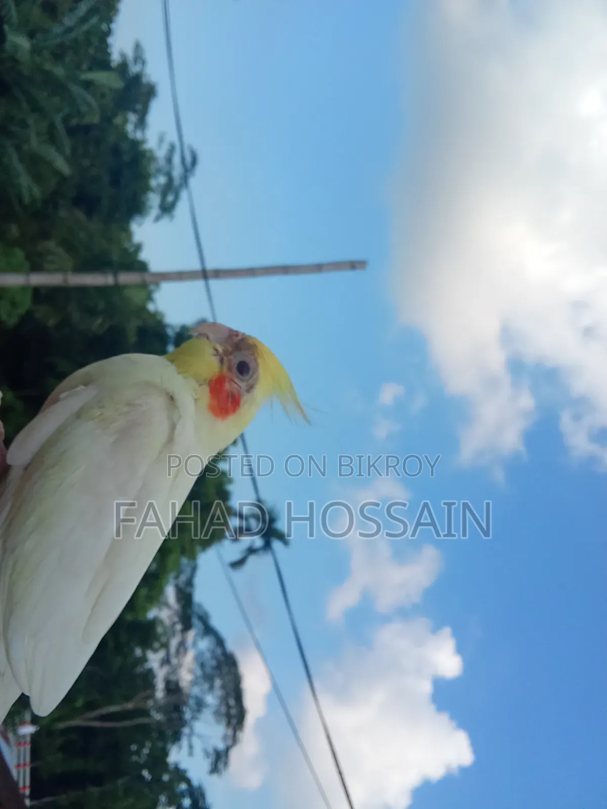 Cockatiel for sale