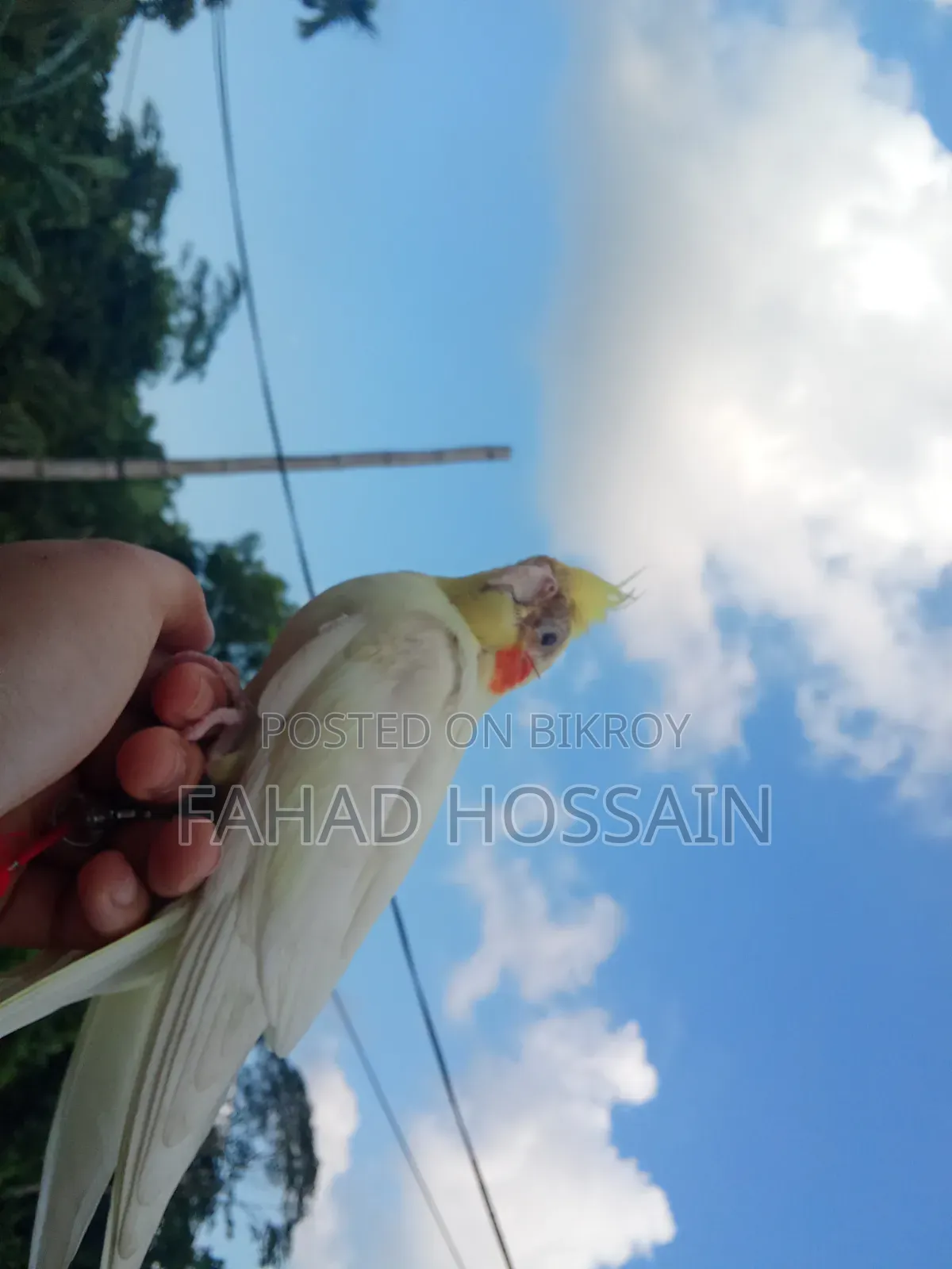 Cockatiel for sale