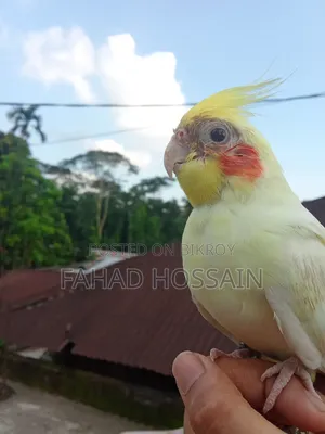 Cockatiel for sale