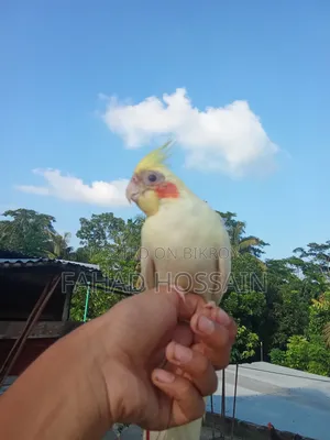 Cockatiel for sale